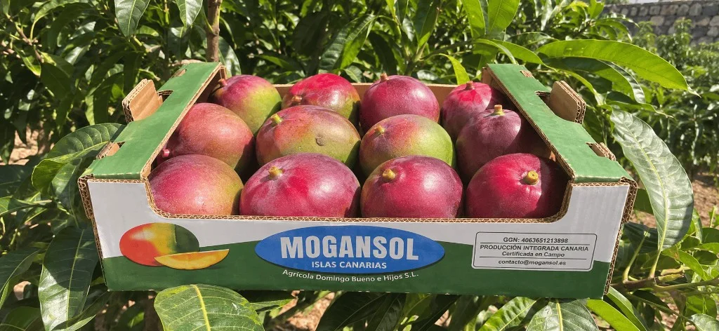 Caja de mango Mogansol recién preparada en la finca